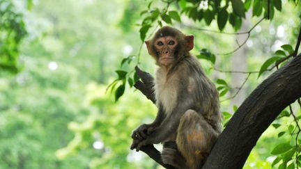 Un macaque dans la province de Guizhou en Chine, le 9 mai 2016. (YANG WENBIN / XINHUA)