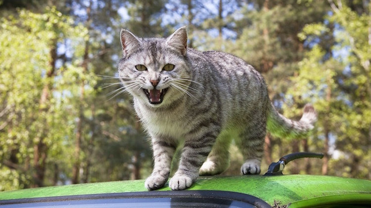 Un Adolescent Diagnostique Schizophrene A Cause D Une Bacterie Transmise Par Un Chat