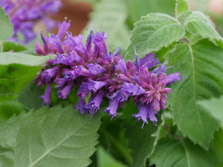 L'agastache fleurit en épis. (ISABELLE MORAND / RADIO FRANCE / FRANCE INFO)