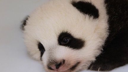 Zoo de&nbsp;Beauval&nbsp;:&nbsp;première rencontre des deux bébés pandas avec le public (France 2)