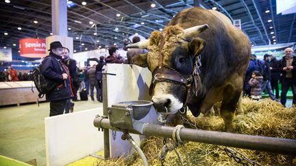 &nbsp; (Le Salon de l'Agriculture reste un rendez-vous capital pour le monde paysan © MAXPPP)