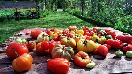 Consommation : pourquoi les tomates n'ont-elles plus de goût ?