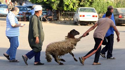 Pour la préparation de la fête, les rues sont noires de monde. Des millions de moutons attendent le sacrifice, souvent pratiqué en masse par des bouchers improvisés, selon un rituel très précis. «Vous trouvez (les animaux) au coin de la rue, ou entassés dans une voiture isolée en train de vous regarder. Ils peuvent aussi vous couper la route en passant brusquement devant vous», raconte le journal «Daily News Egypt». Tout le pays se prépare donc à une grosse consommation de viande, même les plus pauvres qui ne peuvent pas souvent s’en procurer. Un moment redouté par les… végétariens. Minoritaires, ceux-ci fuient les villes pour ne pas avoir à supporter les odeurs de sang et de viande. (Xinhua - Sipa - Ahmed Gomaa)