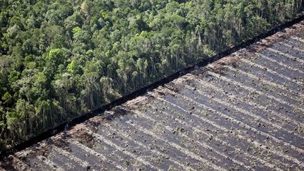 L’Indonésie est le troisième plus grand bassin au monde de forêt tropicale.
	  (AFP PHOTO / AHMAD ZAMRONI)