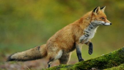 Nature : la relation complice entre un photographe et une renarde