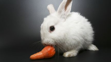 Photo d'illustration d'un lapin en train de d&eacute;guster une carotte. (PHOTOSTOCK ISRAEL / PHOTOLIBRARY RM / GETTY IMAGES)