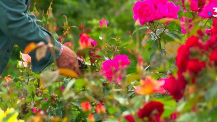 Dans les jardins suspendus au Havre (Seine-Maritime), plus de 5 000 plantes et fleurs s'épanouissent sur sept hectares. Une trentaine de jardiniers en prennent soin. (France 3)