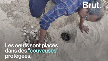 Pendant la période de ponte, ces tortues de mer sont particulièrement vulnérables. Mais chaque année, des hommes aident à sauver des œufs par milliers.