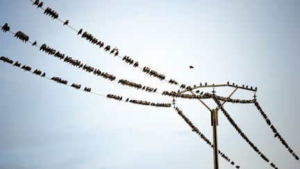 Des passereaux se regroupent sur des fils &eacute;lectriques alors que les migrations saisonni&egrave;res vont bient&ocirc;t d&eacute;buter, Strazeele (Nord), le 1er octobre 2012. (PHILIPPE HUGUEN / AFP)