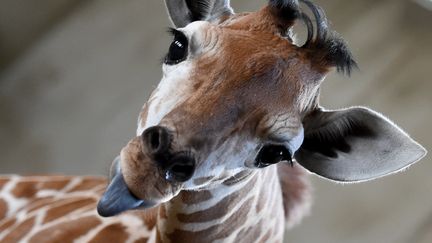 Une girafe du zoo d'Hefei, en Chine.&nbsp; (GUO CHEN / XINHUA / AFP)