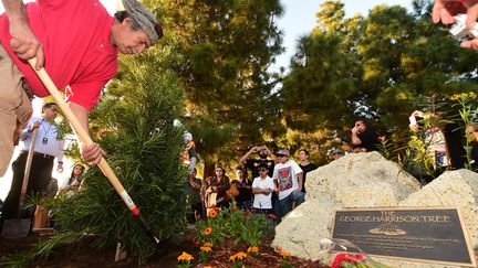 Un nouvel pin pour George Harrison dans Griffith Park à Los Angeles
 (Frederic J Brown/AFP)