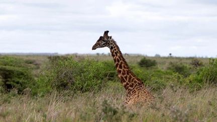 Une girafe dans le Nairobi National Park, au Kenya, le 12 mai 2017. Un animal très apprécié par les Chinois anciens... (REUTERS - Baz Ratner)