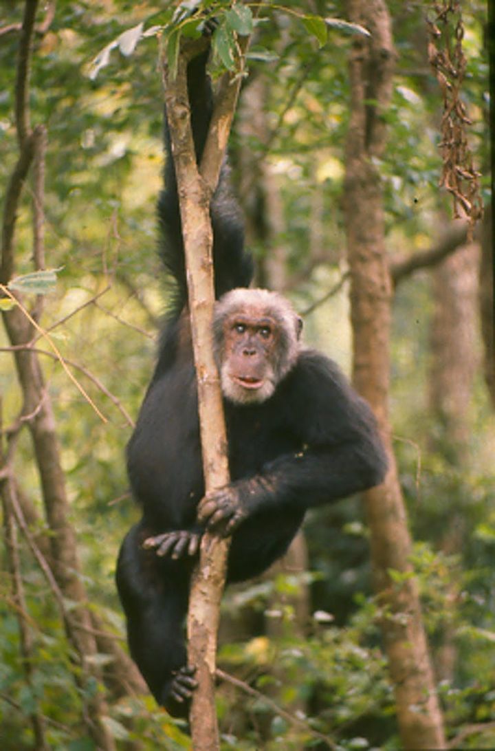 Cusano, un mâle alpha de Gombe (Tanzanie), fit partie de ceux qui moururent de maladie respiratoire en 1996. (Alex Chepstow-Lusty, Author provided)