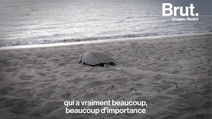 Tous les matins, ces bénévoles parcourent la plage de la Roche percée en Nouvelle-Calédonie. Leur mission : protéger les bébés tortues. Brut nature les a suivis.