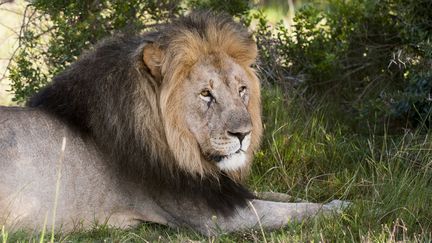 Un lion dans le parc de la&nbsp;Kariega Game Reserve en Afrique du Sud le 19 avril 2010. (SERGIO PITAMITZ / ROBERT HARDING HERITAGE / AFP)