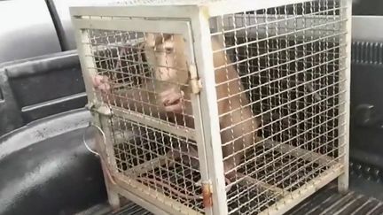 Thaïlande : des singes esclaves pour ramasser les noix de coco