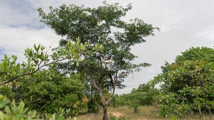 Parfois, il n’hésite pas à grimper directement dans l’arbre. Il cale ses jambes écartées sur deux branches pour le secouer comme on agite un olivier et en faire tomber les bestioles comme autant de fruits mûrs.&nbsp; &nbsp; (JEKESAI NJIKIZANA / AFP)