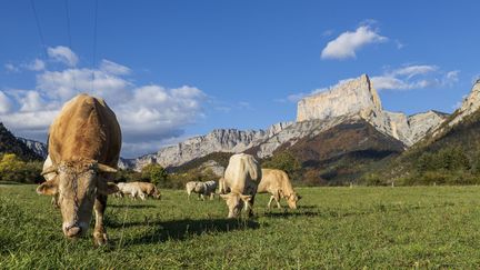 Des vaches paissent dans un pâturage à Clelles, en Isère, le 16 octobre 2022 (illustration). (CAVALIER MICHEL / HEMIS.FR / AFP)