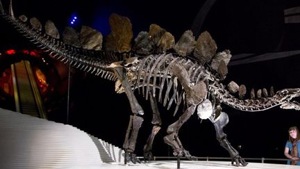 Le stégosaure exposé au Musée d'histoire naturelle de Londres.
 (Justin Tallis / AFP)