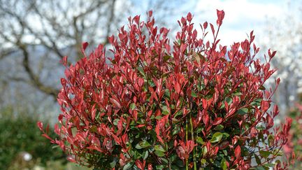 Photinia ou Little Red Robin (ULLSTEIN BILD / ULLSTEIN BILD / GETTY IMAGES)