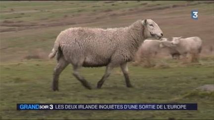 Un élevage de moutons en Irlande (France 3)