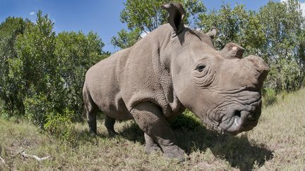 Il ne reste d&eacute;sormais plus que six rhinoc&eacute;ros blancs du Nord vivants sur la plan&egrave;te. (TUI DE ROY / MINDEN PICTURES / AFP)