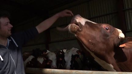 En l'absence du Salon de l'agriculture, un concours du taureau "le plus sexy" a été organisé. Rencontre avec un candidat sérieux dans le Lot-et-Garonne. (France 3)