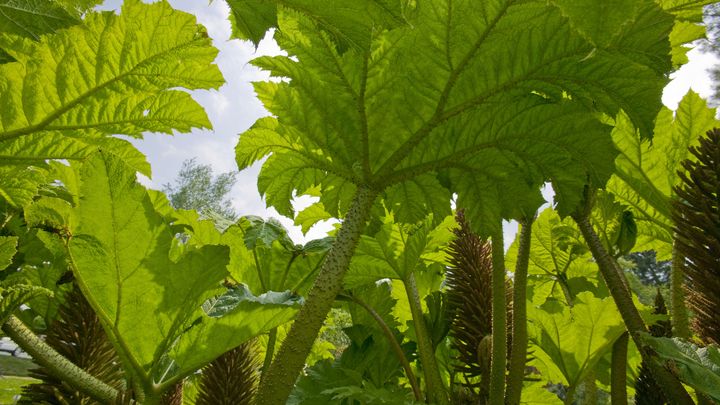 Des feuillages de Gunnera au printemps.&nbsp; (ASHLEY COOPER / THE IMAGE BANK RF / GETTY IMAGES)