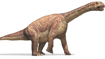 Les sauropodes, comme ce Camarasaure, produisaient selon une &eacute;tude&nbsp;quelque 520 millions de tonnes de m&eacute;thane par an. (DORLING KINDERSLEY / GETTY IMAGES)