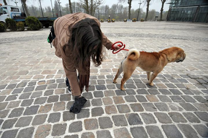 Les déjections des chiens dans les rues, autre fléau avec les mégots et les chewing-gums. Image d'illustration (  MAXPPP)