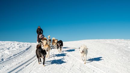 Dans un traîneau à chiens, le poids total maximum des participants ne doit pas excéder 180 kg. (HORS TRACE AVENTURE)