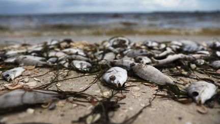 Floride : une "marée rouge" décime la faune