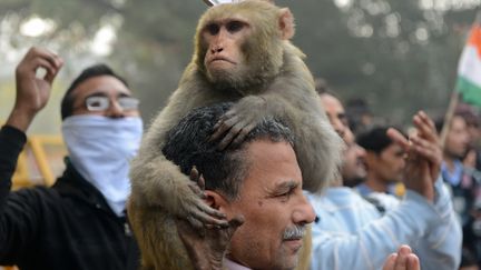 La ville de New Delhi, en Inde, est envahie de macaques depuis plusieurs ann&eacute;es. (RAVEENDRAN / AFP)