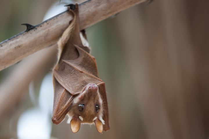 Une chauve-souris frugivore ou mégabat, en Afrique du Sud.&nbsp; (ANNICK VANDERSCHELDEN PHOTOGRAPH / MOMENT RF)