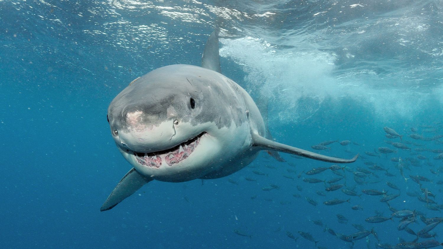 Requins : surpêche, attaques, ces chiffres vont vous étonner !