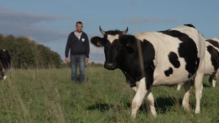 La vache Bretonne Pie Noir a longtemps été délaissée au profit de vaches plus productives comme les Limousines. Toutefois, aujourd'hui, plusieurs éleveurs tentent de la faire connaître de nouveau en France où elle a eu une place importante avant la Seconde Guerre mondiale. (France Télévisions)