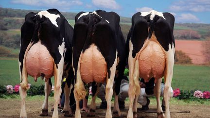 Des vaches se pr&eacute;parent &agrave; participer &agrave; un concours de beaut&eacute; au salon de l'agriculture de Verden (Allemagne), le 28 f&eacute;vrier 2013. (CARMEN JASPERSEN / DPA / AFP)