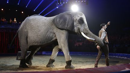 Le dresseyr&nbsp;Jozsef Richter en spectacle avec un éléphant durant le gala du 42e festival international du cirque de Monte-Carlo, à Minaco, le 23 janvier 2018. (CLAUDE PARIS / POOL)