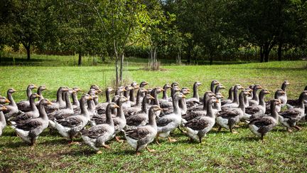 Un élevage d'oies du Périgord et de canards Mulard dans la ferme de la Garrigue Haute a Prats de Carlux en Dordogne. (MAEVA DESTOMBES / HANS LUCAS)