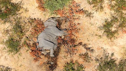 La carcasse d'un des éléphants morts dans le delta de l'Okavango.&nbsp; (AFP / NATIONAL PARK RESCUE)