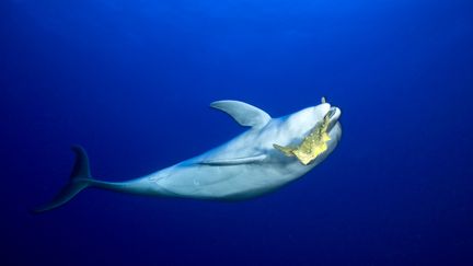 Les dauphins n'offrent pas de peluches ou de jeux vid&eacute;o aux humains, mais des pieuvres, thons, calamars et autres poissons. (YANN HUBERT / BIOSPHOTO)