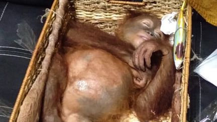 L'orang-outan de 2 ans a été découvert&nbsp;endormi dans un panier en rotin, le 22 mars 2019, à Bali (Indonésie).&nbsp; (NATURAL RESOURCES CONSERVATION AGENCY OF BALI / AFP)