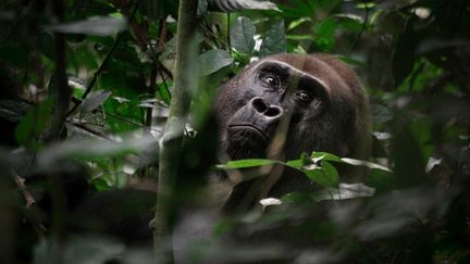 Sur cette photographie prise le 14 avril 2019, un gorille sauvage se nourrit de fruits dans la forêt équatoriale de Bayanga, qui fait partie de la réserve de Dzanga Sangha, dernier refuge des éléphants de forêt et des gorilles centrafricains, dans le sud-ouest de la République centrafricaine. (FLORENT VERGNES / AFP)