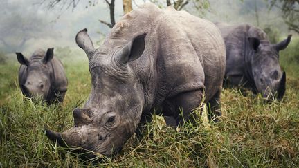 Apr&egrave;s avoir cherch&eacute; en vain toute la journ&eacute;e pr&eacute;c&eacute;dente &agrave; prendre en photo des rhinoc&eacute;ros blancs, r&eacute;put&eacute;s dangereux, le photographe a eu la surprise de pouvoir prendre le lendemain la photo qu'il esp&eacute;rait, en se tenant &agrave; une distance suffisante pour assurer sa s&eacute;curit&eacute;.&nbsp;National Geographic Contest. (STEFANE BERUBE)