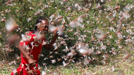 Une femme&nbsp;dans un nuage de criquets, le 12 janvier 2020, à Jijiga (Ethiopie).&nbsp; (GIULIA PARAVICINI / REUTERS)