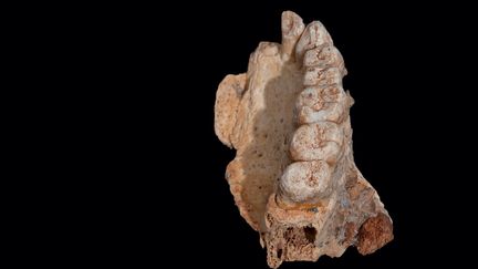 Le fragment de mâchoire portant sept dents, découvert dans la grotte de Misliya, sur le versant occidental du mont Carmel (Israël). (REUTERS)