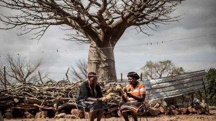 Deux glaneuses de «pain de singe» dans la province du Limpopo. (MARCO LONGARI / AFP)