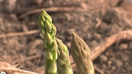 Avec le printemps, le retour des asperges dans les assiettes