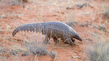 Un pangolin dans le désert du Kalahari, en Afrique du Sud, en février 2018.&nbsp; (SYLVAIN CORDIER / BIOSPHOTO / AFP)