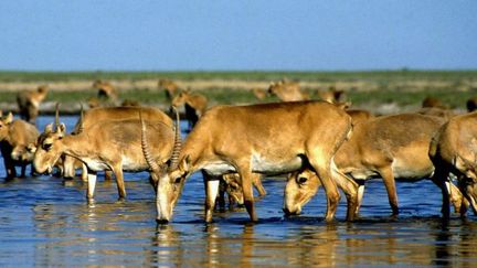 Près de 120.000 antilopes saïgas sont mortes en moins d'un mois au Kazakhstan (ANATOLY USTINENKO / AFP)